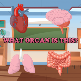 What Organ Is This?